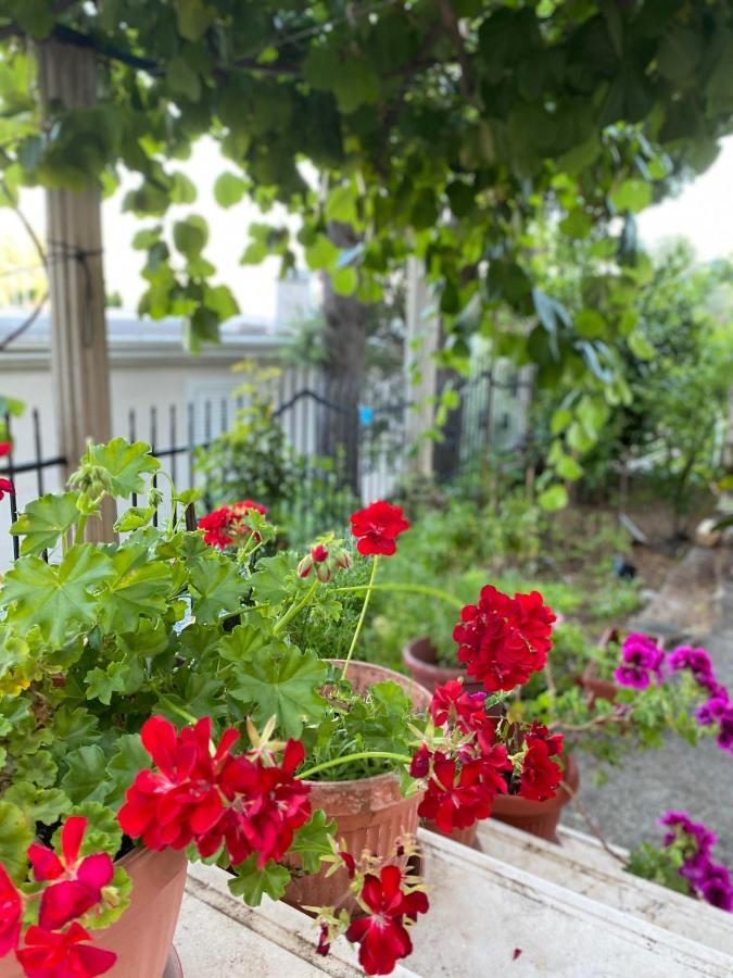 Apartments Mandarina Garden Petrovac Exterior foto